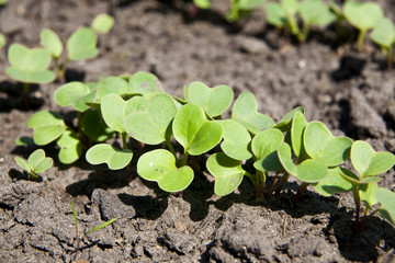 radish grows. Young radish plants in the field, agricultural background.