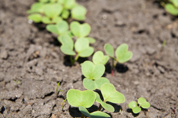 radish grows. Young radish plants in the field, agricultural background.