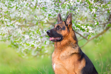 German shephard portrait in apricot blossom