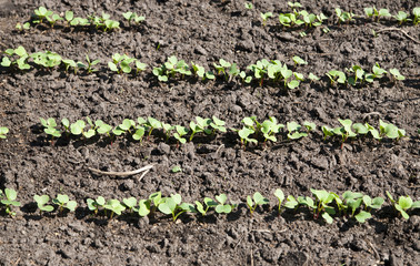 radish grows. Young radish plants in the field, agricultural background.
