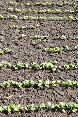 radish grows. Young radish plants in the field, agricultural background.