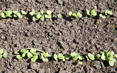 radish grows. Young radish plants in the field, agricultural background.