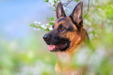 German shephard portrait in apricot blossom