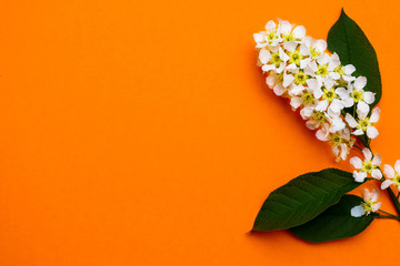 Flowering bird-cherry tree branch on orange background, place for your text