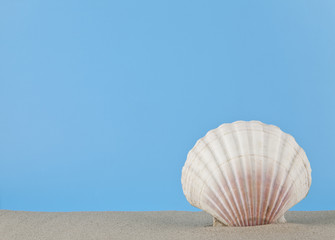 seashell in the sand for relaxation on a blue background