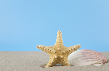 Fototapeta na wymiar starfish and shell in the sand for relaxation on a blue background