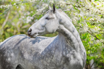 Obraz premium White horse portrait in spring blossom tree