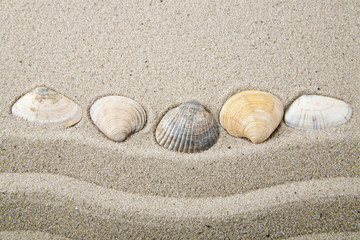 Seashells on sand for relaxation as background