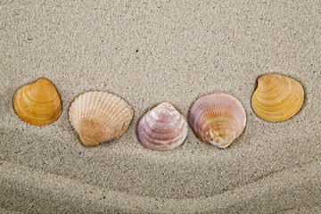 Seashells on sand for relaxation as background