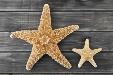 sea stars on a wooden background