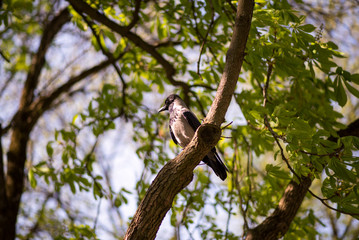 A crow sits on a tree