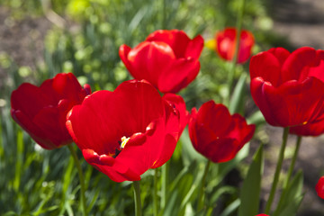 Closeup photo of red tulip core, abstract floral background