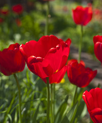 Closeup photo of red tulip core, abstract floral background