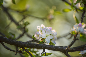 A branch of a blossoming apple tree with delicate white flowers in the rays of the early morning sun in the garden. The awakening of nature.
