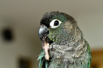 ウロコインコのりんちゃん