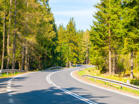 Asphalt road in the green coniferous forest on sunny summer day.