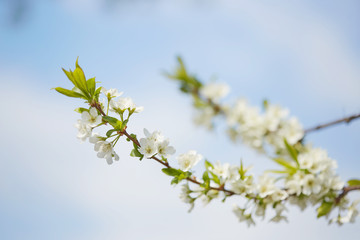 Spring. cherry in white flowers. flowering of fruit trees.