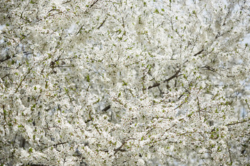 Spring. cherry in white flowers. flowering of fruit trees.