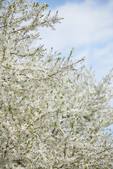Spring. cherry in white flowers. flowering of fruit trees.