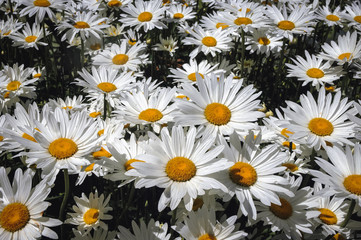 Popular garden hybrid of wild chrysanthemums called Shasta daisy flowers
