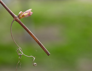 Spring. young green sprouts on the branches of grapes.