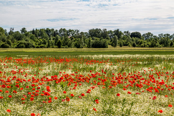 ein sch&ouml;nes Feld mit vielen Mohnblumen und G&auml;nsebl&uuml;mchen