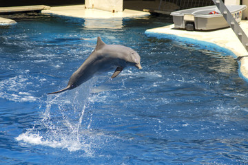 delfin saltando y actuando en piscina