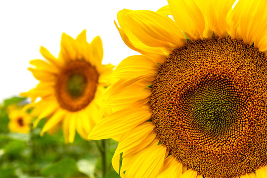 Sonnenblumen auf einem Feld, eine Großaufnahme von einer Sonnenblume