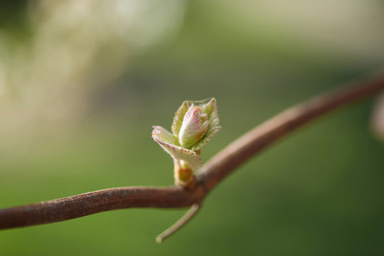 Spring. young green sprouts on the branches of grapes.