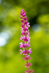 purpur salvia mot grön bakgrund