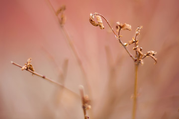 pink branch
