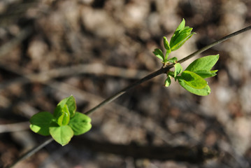 Tree twig with new green leaves, brown blurry background