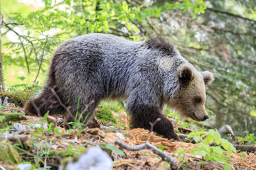 Fototapeta premium Orso bruno (Ursus arctos) nella foresta della Slovenia