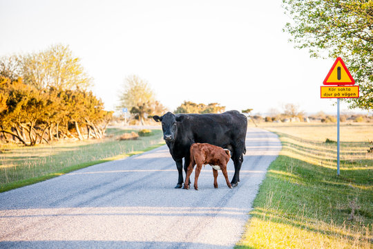 Uppm&auml;rksamma betande fria kor p&aring; bete, kalv diar p&aring; landsv&auml;gen med trafikskylt som varnar f&ouml;r fria kossor &Ouml;lands s&ouml;dra udde