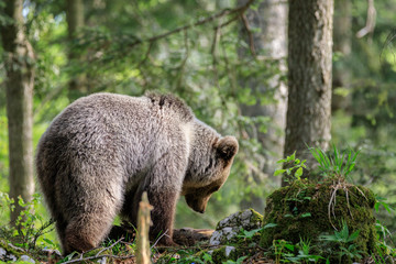 Orso bruno (Ursus arctos) nella foresta della Slovenia