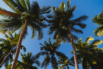 Obraz na płótnie Canvas Coconut trees stretch into the sea
