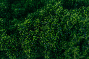 bush thuja, green backgraund