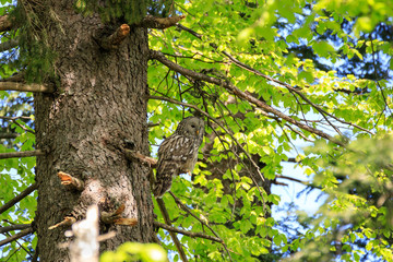 Allocco degli Urali nella foresta in Slovenia