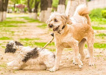 three funny dogs playing outsidein the park