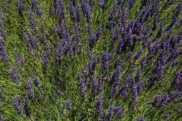 Naklejka premium Close-up of lavender flowers under sunny blue sky, near the village of Gordes. Located in the Vaucluse department, Provence region, in southeastern France