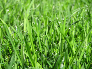 Green grass with dew drops. Fresh grass texture background