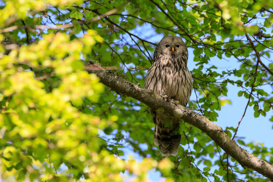 Allocco degli Urali nella foresta in Slovenia