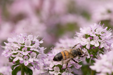 Honey Bee on pink thyme flower