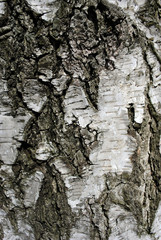 Birch tree black and white trunk background texture,  close up detail