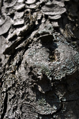 Old gray cracked chestnut tree trunk background texture,  close up detail