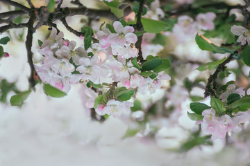 A branch of a blossoming apple tree with delicate white pink flowers flowers in the rays of the early morning sun in the garden. The awakening of nature.
