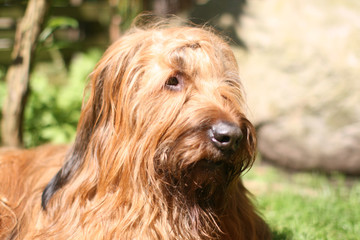 Fototapeta premium Hund Briard Portrait