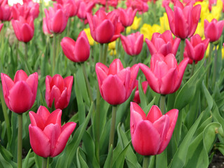 Red and yellow tulips. Beautiful flowers background