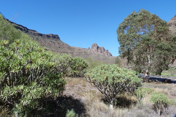 Halbwüste auf der Insel Gran Canaria.