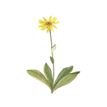 watercolor drawing plant of Arnica